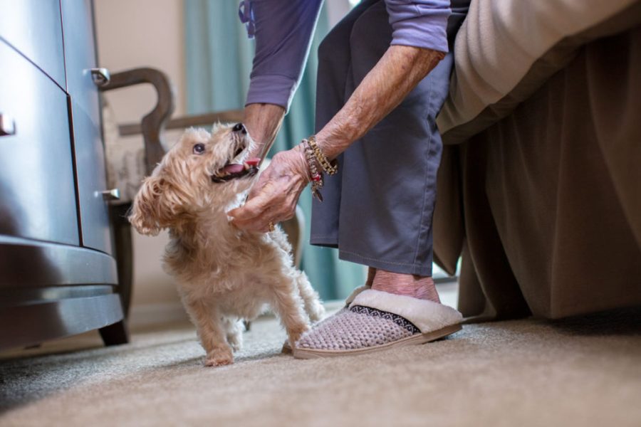 The Benefits of Owning Pets for Seniors - Eagle Senior Living